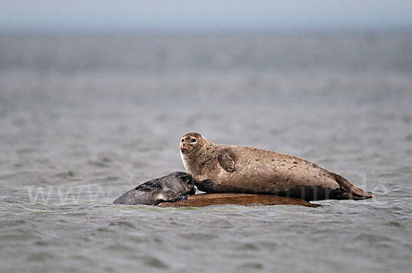 Seehund (Phoca vitulina)