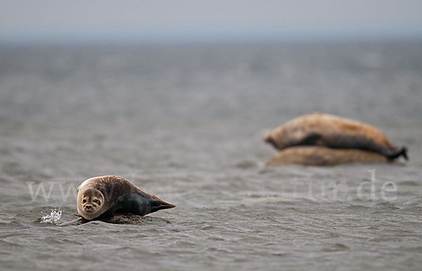 Seehund (Phoca vitulina)