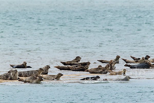 Seehund (Phoca vitulina)