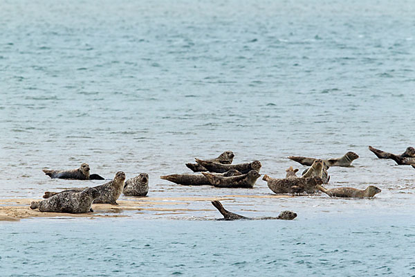 Seehund (Phoca vitulina)