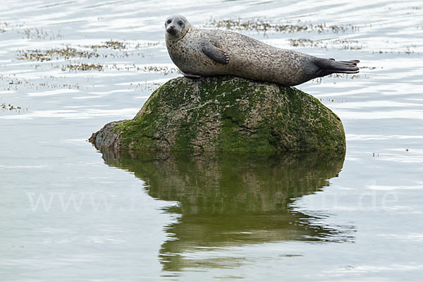 Seehund (Phoca vitulina)