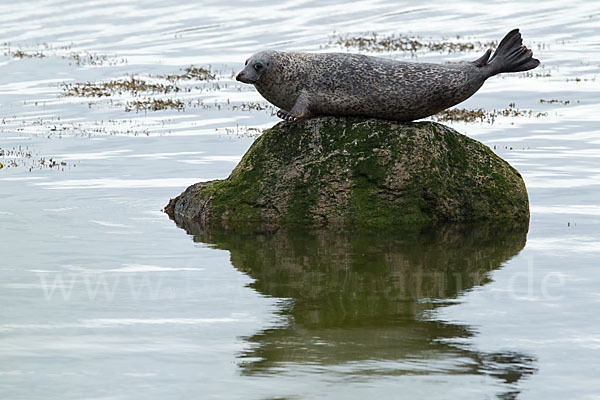 Seehund (Phoca vitulina)