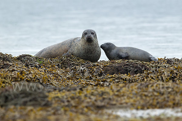 Seehund (Phoca vitulina)