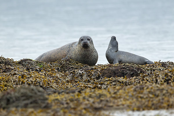 Seehund (Phoca vitulina)