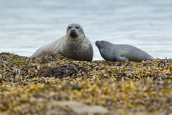 Seehund (Phoca vitulina)