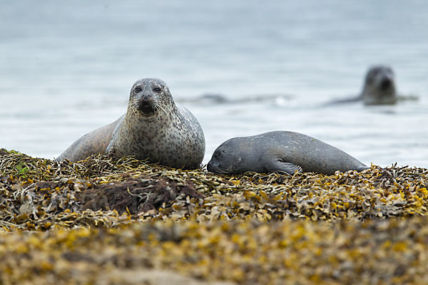 Seehund (Phoca vitulina)