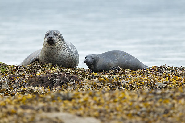 Seehund (Phoca vitulina)