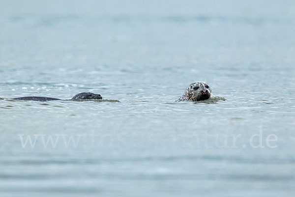 Seehund (Phoca vitulina)