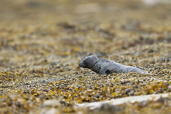 Seehund (Phoca vitulina)