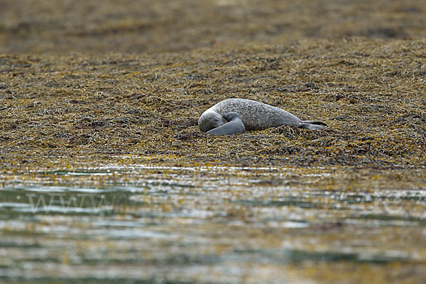 Seehund (Phoca vitulina)