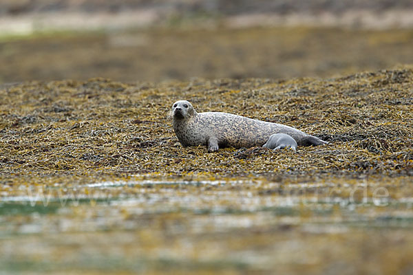 Seehund (Phoca vitulina)