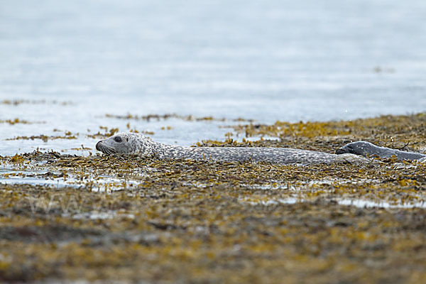 Seehund (Phoca vitulina)