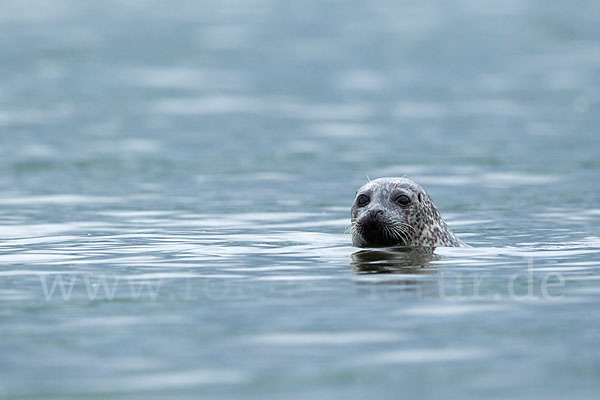 Seehund (Phoca vitulina)