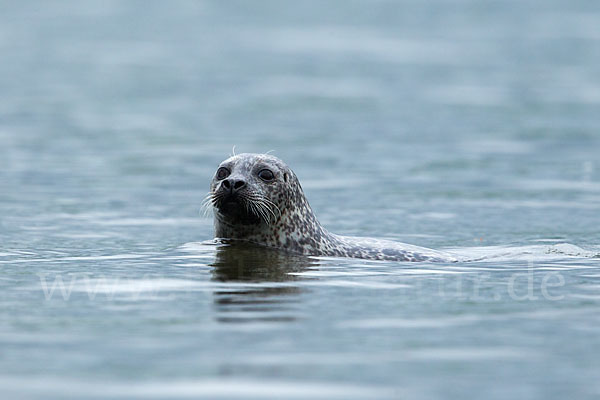 Seehund (Phoca vitulina)