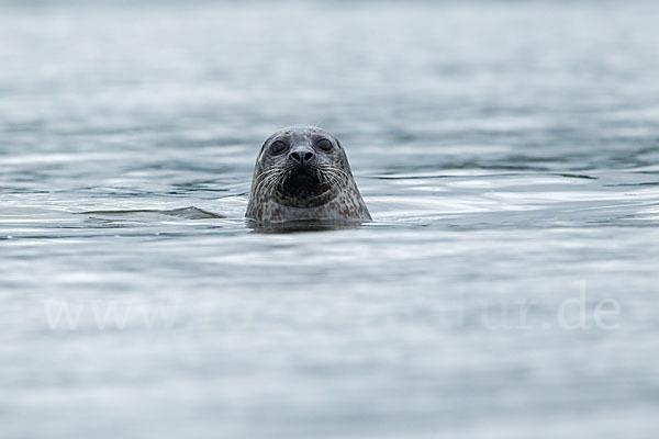 Seehund (Phoca vitulina)