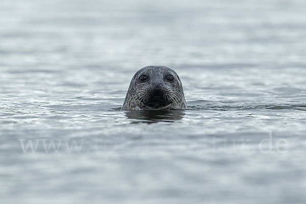 Seehund (Phoca vitulina)