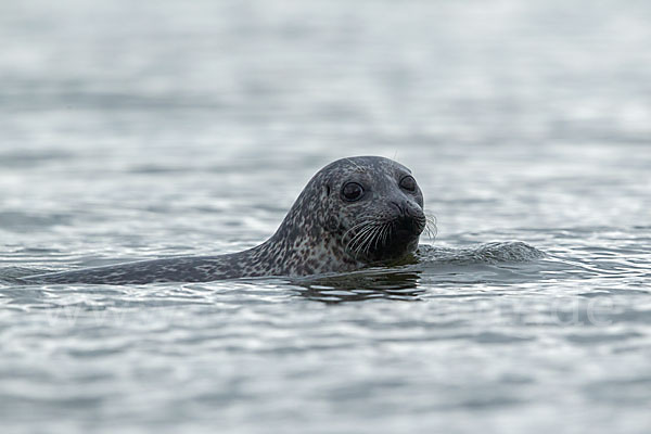 Seehund (Phoca vitulina)