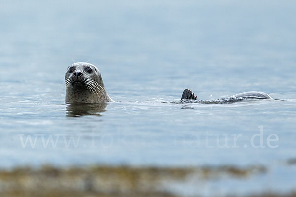 Seehund (Phoca vitulina)