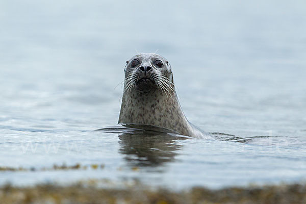 Seehund (Phoca vitulina)