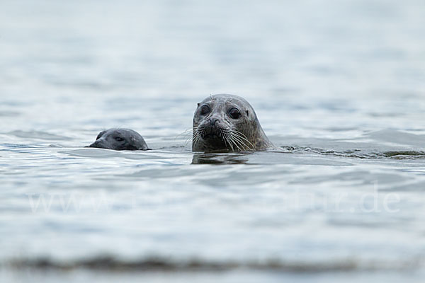 Seehund (Phoca vitulina)