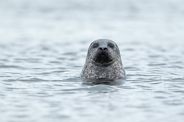 Seehund (Phoca vitulina)