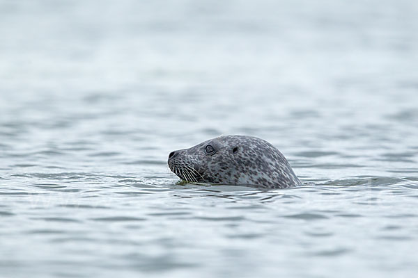 Seehund (Phoca vitulina)