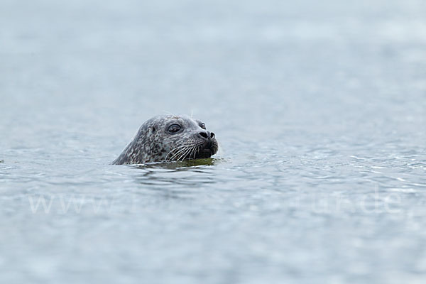 Seehund (Phoca vitulina)