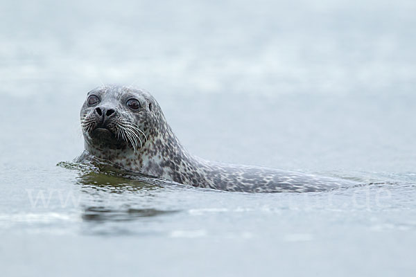 Seehund (Phoca vitulina)