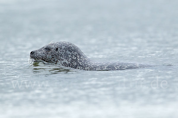 Seehund (Phoca vitulina)