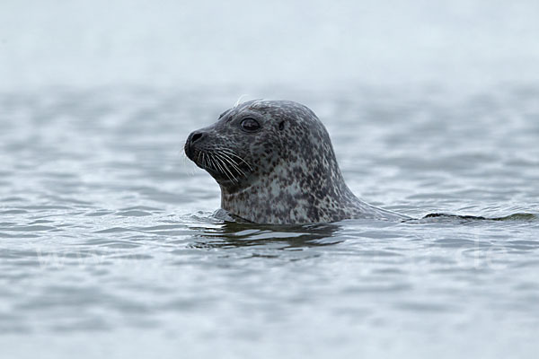 Seehund (Phoca vitulina)