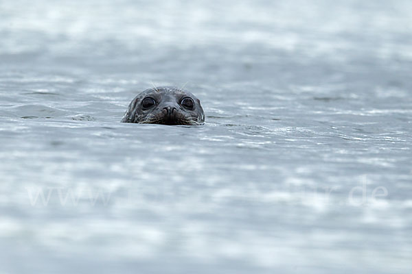 Seehund (Phoca vitulina)