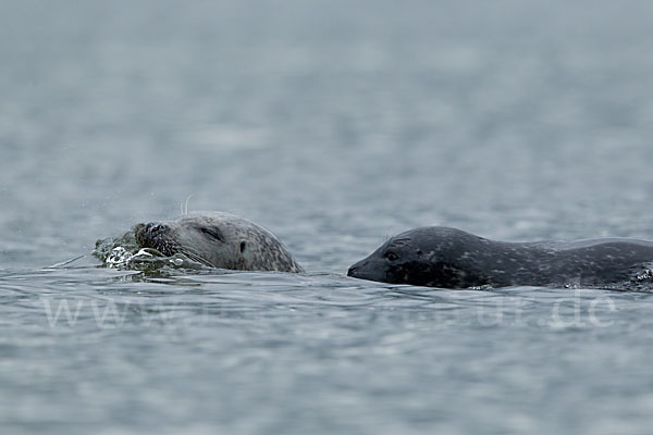 Seehund (Phoca vitulina)