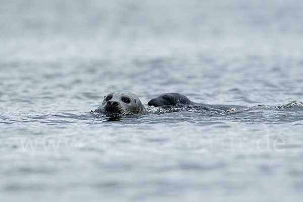 Seehund (Phoca vitulina)