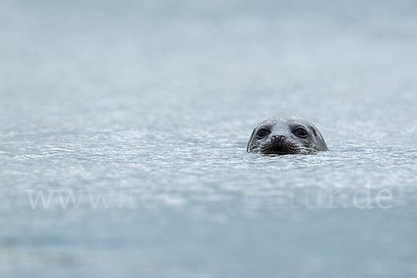 Seehund (Phoca vitulina)