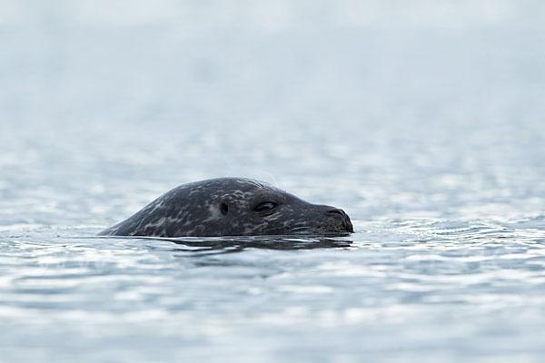 Seehund (Phoca vitulina)