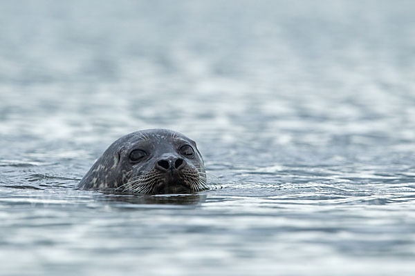 Seehund (Phoca vitulina)