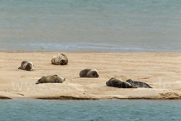 Seehund (Phoca vitulina)