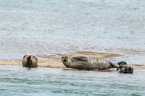 Seehund (Phoca vitulina)