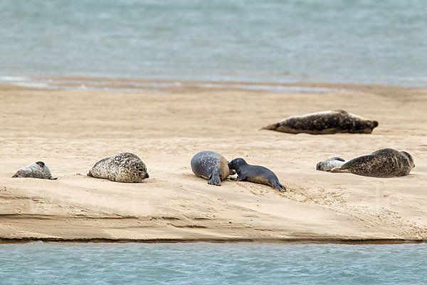 Seehund (Phoca vitulina)