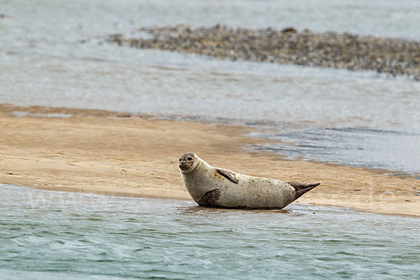 Seehund (Phoca vitulina)