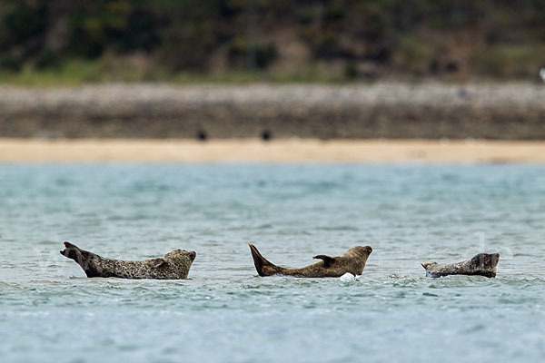 Seehund (Phoca vitulina)