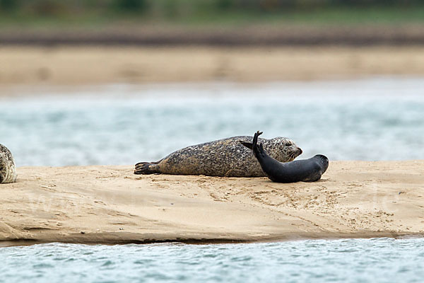 Seehund (Phoca vitulina)