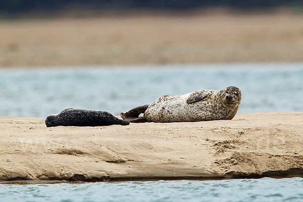 Seehund (Phoca vitulina)