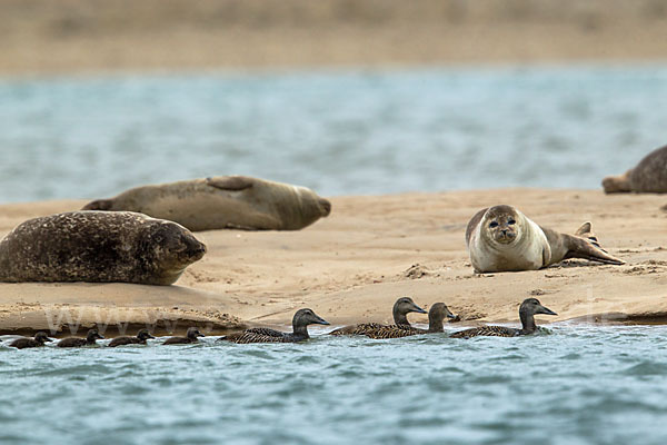 Seehund (Phoca vitulina)