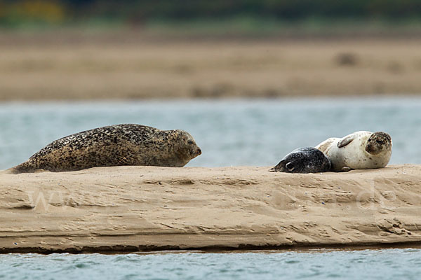 Seehund (Phoca vitulina)