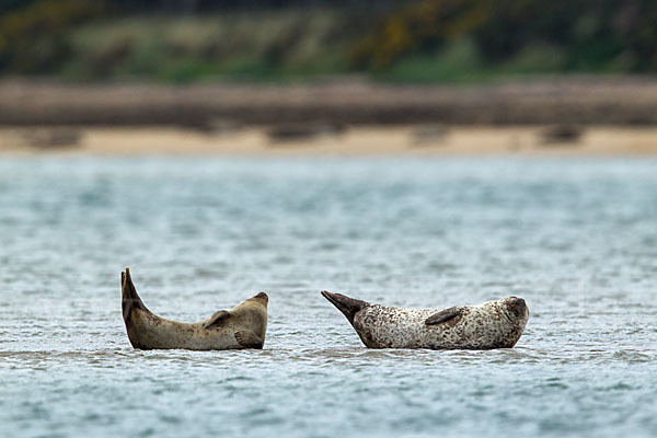 Seehund (Phoca vitulina)