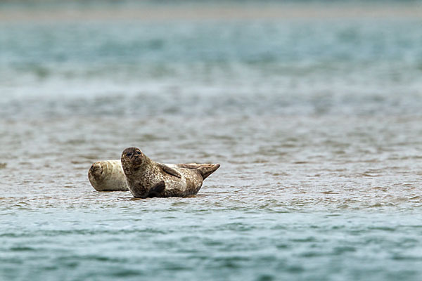 Seehund (Phoca vitulina)