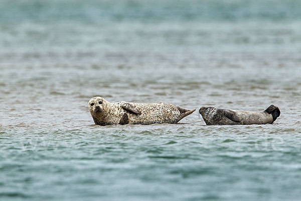 Seehund (Phoca vitulina)