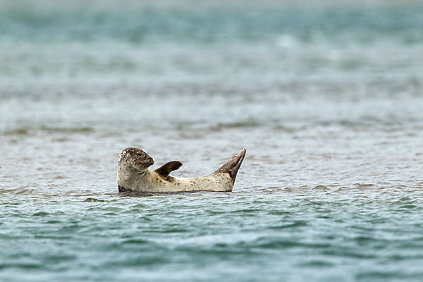 Seehund (Phoca vitulina)