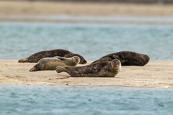 Seehund (Phoca vitulina)